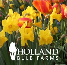 Holland Bulb Coupons & Deals Holland Bulb
